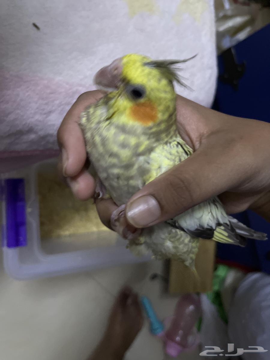 كروان إيزابيل للبيع المستعجل64368266765698114