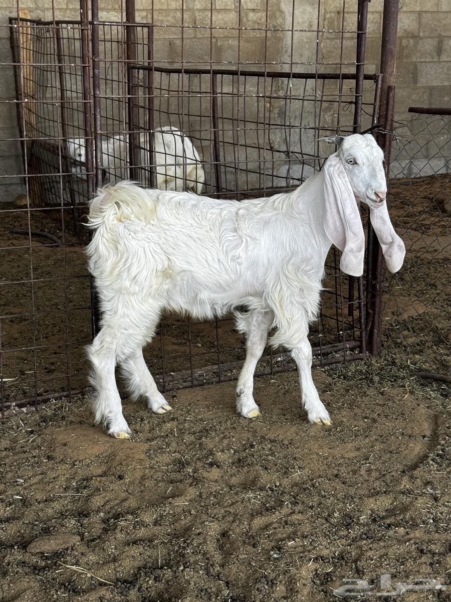 Goat64376660137090110