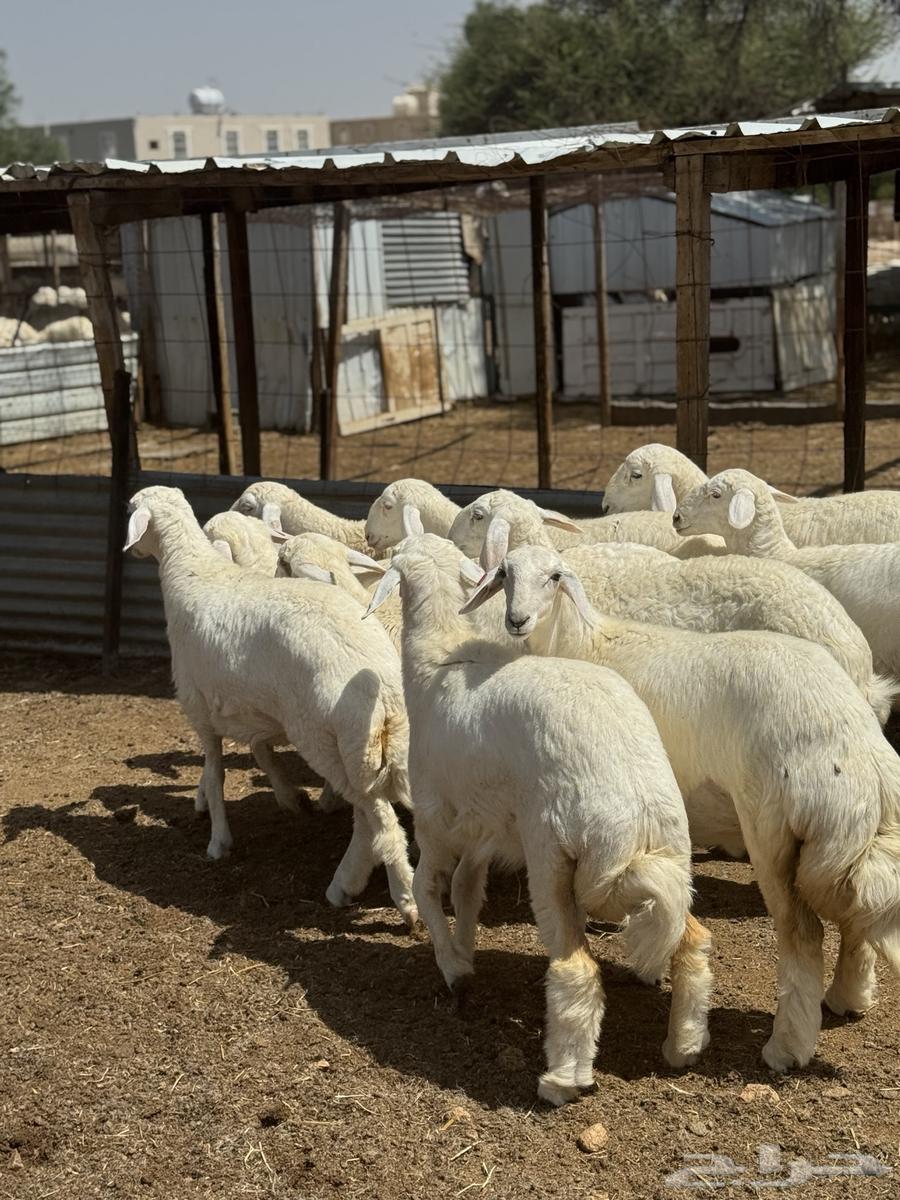 رخال صنف64366834231299112