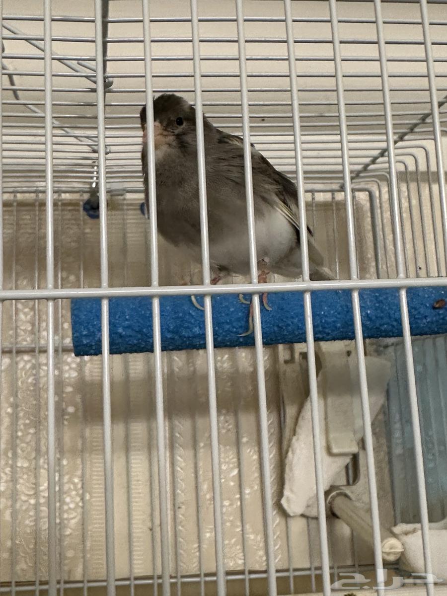 كناري ذكر لون مميز64366130567809111