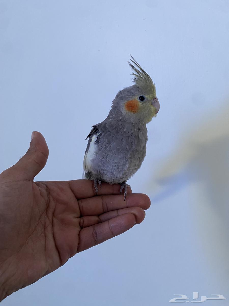 ببغاء كروان اليفه64372288214915112