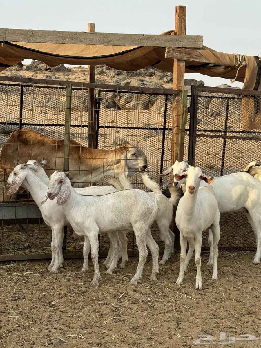 جفار بيشيات ( تم البيع )64373253332995113