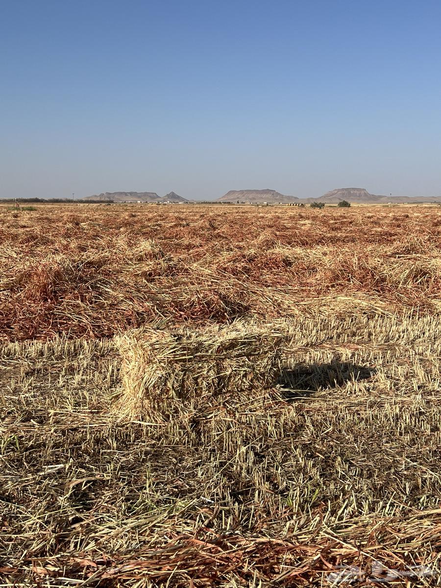 Red Jizani Dates with Leaves64371759472131111