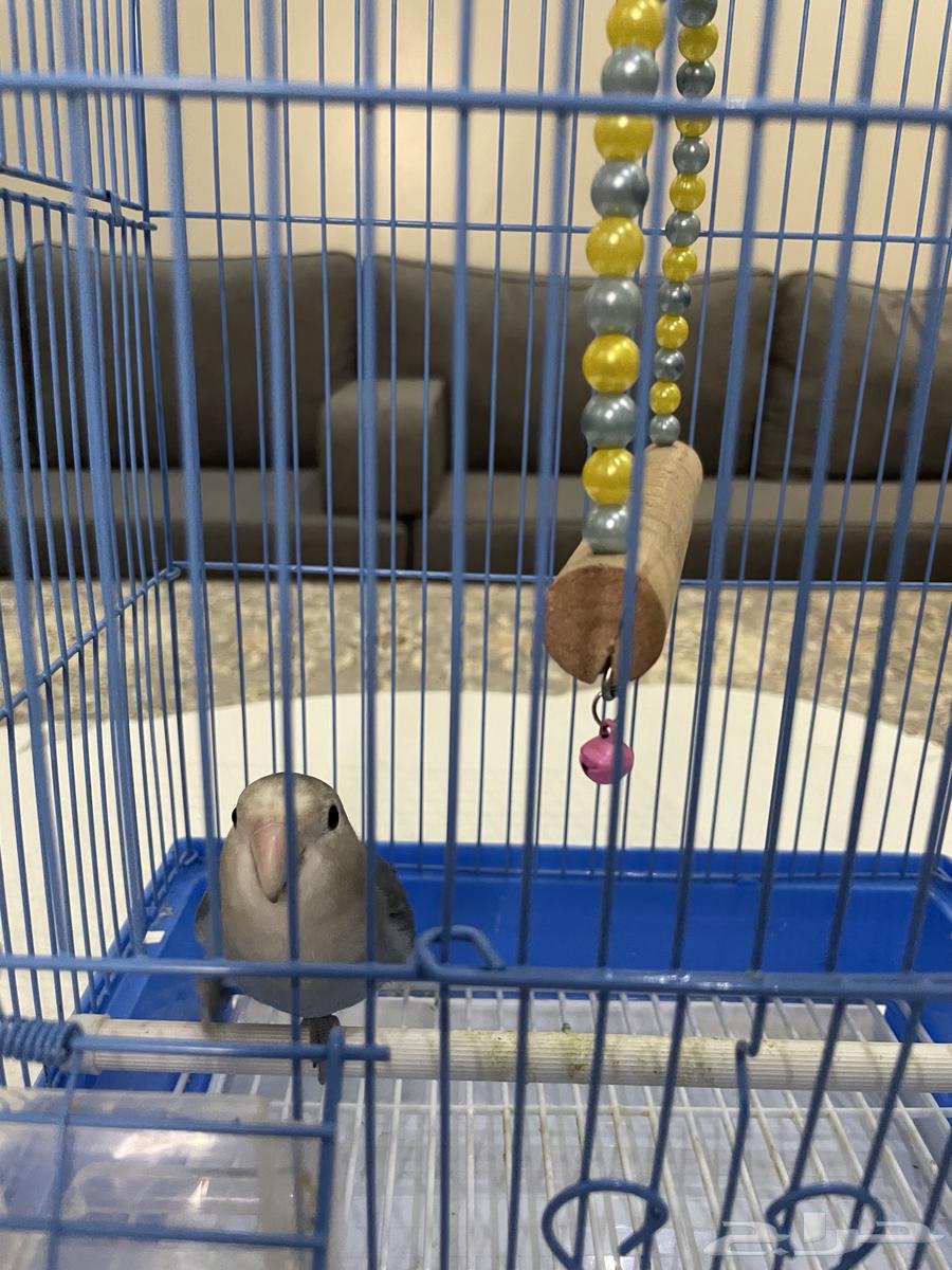 روز فايلوت هدد64371818538370114