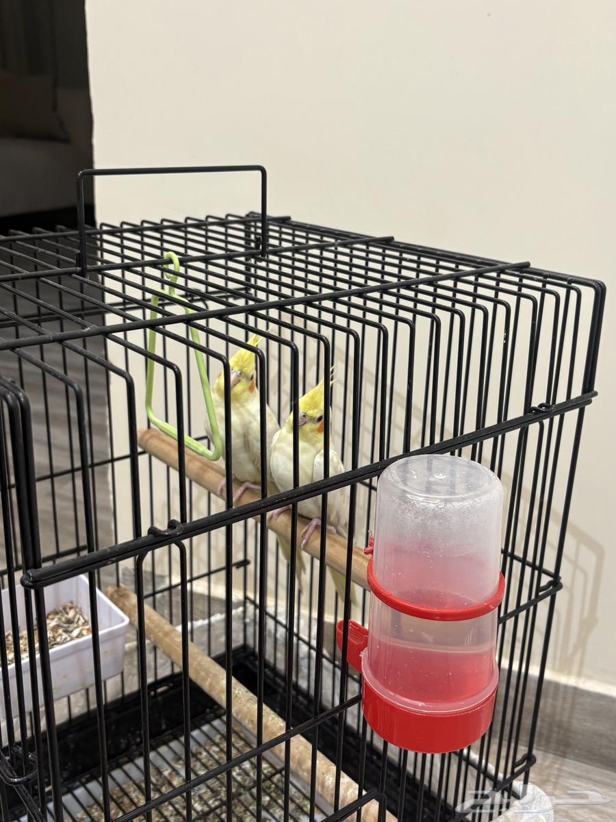 للبيع جوز كروان إليف64363041186179111