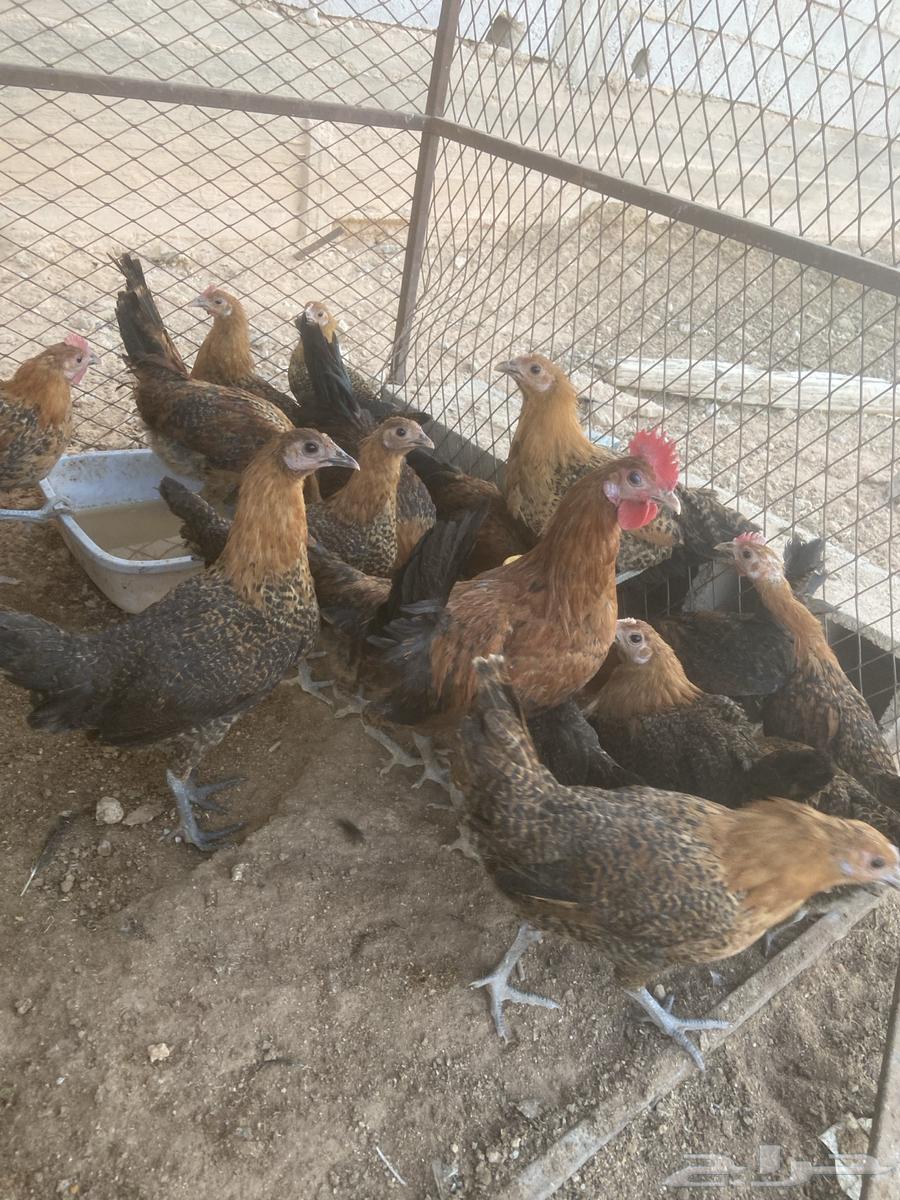 فراريج فيومي ذهبي64371935376899110