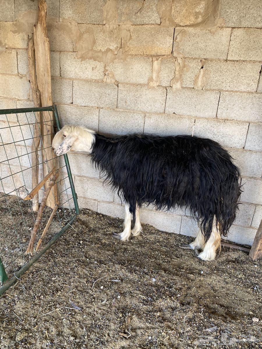 Najdi sheep, Hail64366056556803111