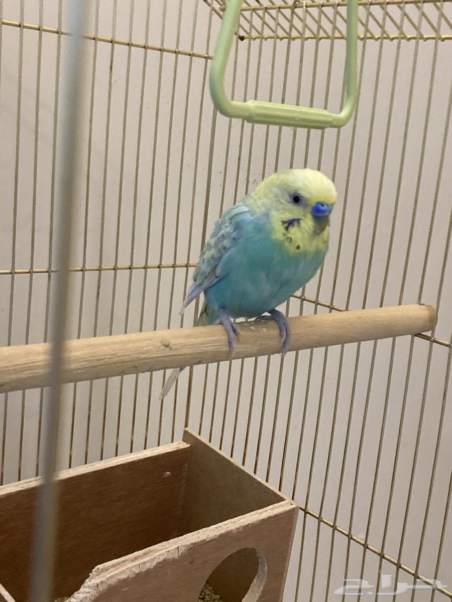 طير بادجي64372565188609111