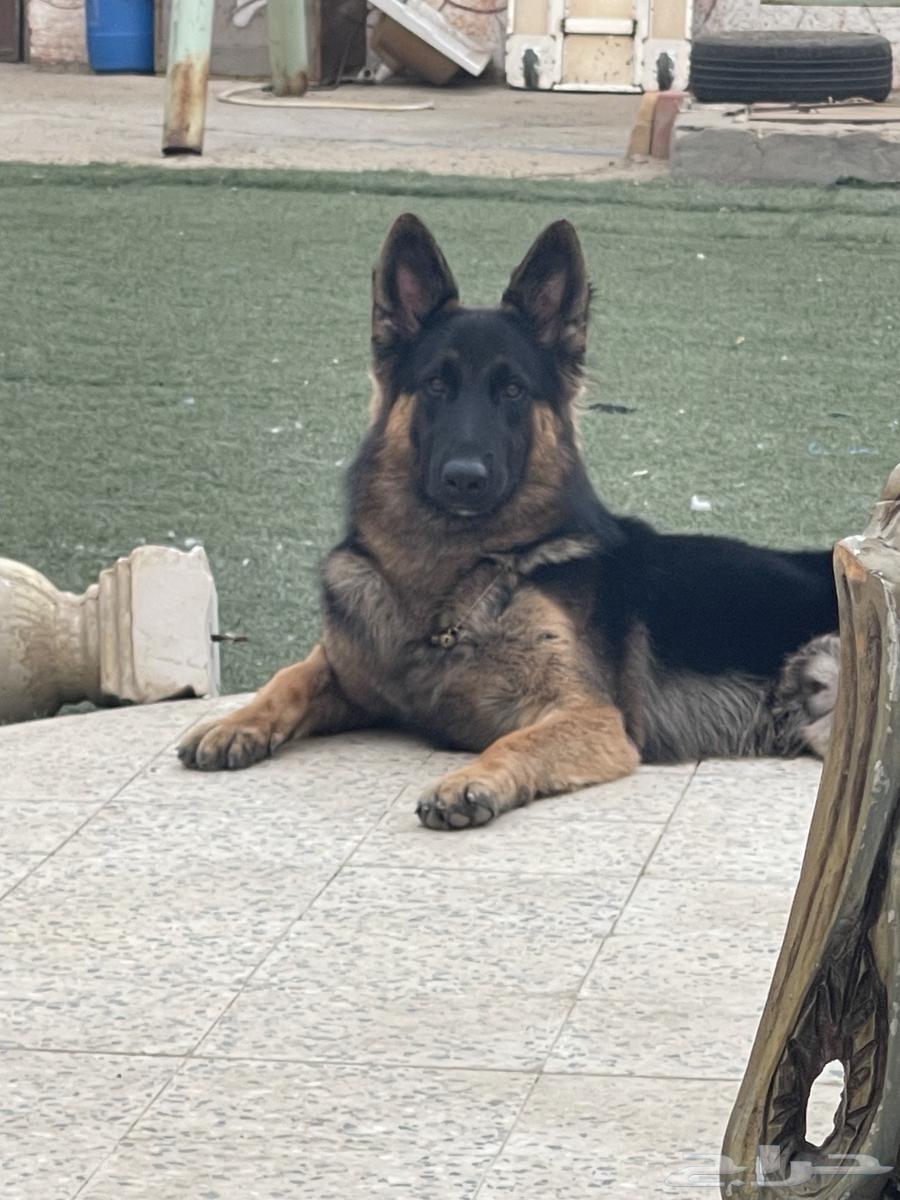 جيرمن ورك لاين64376974485505110