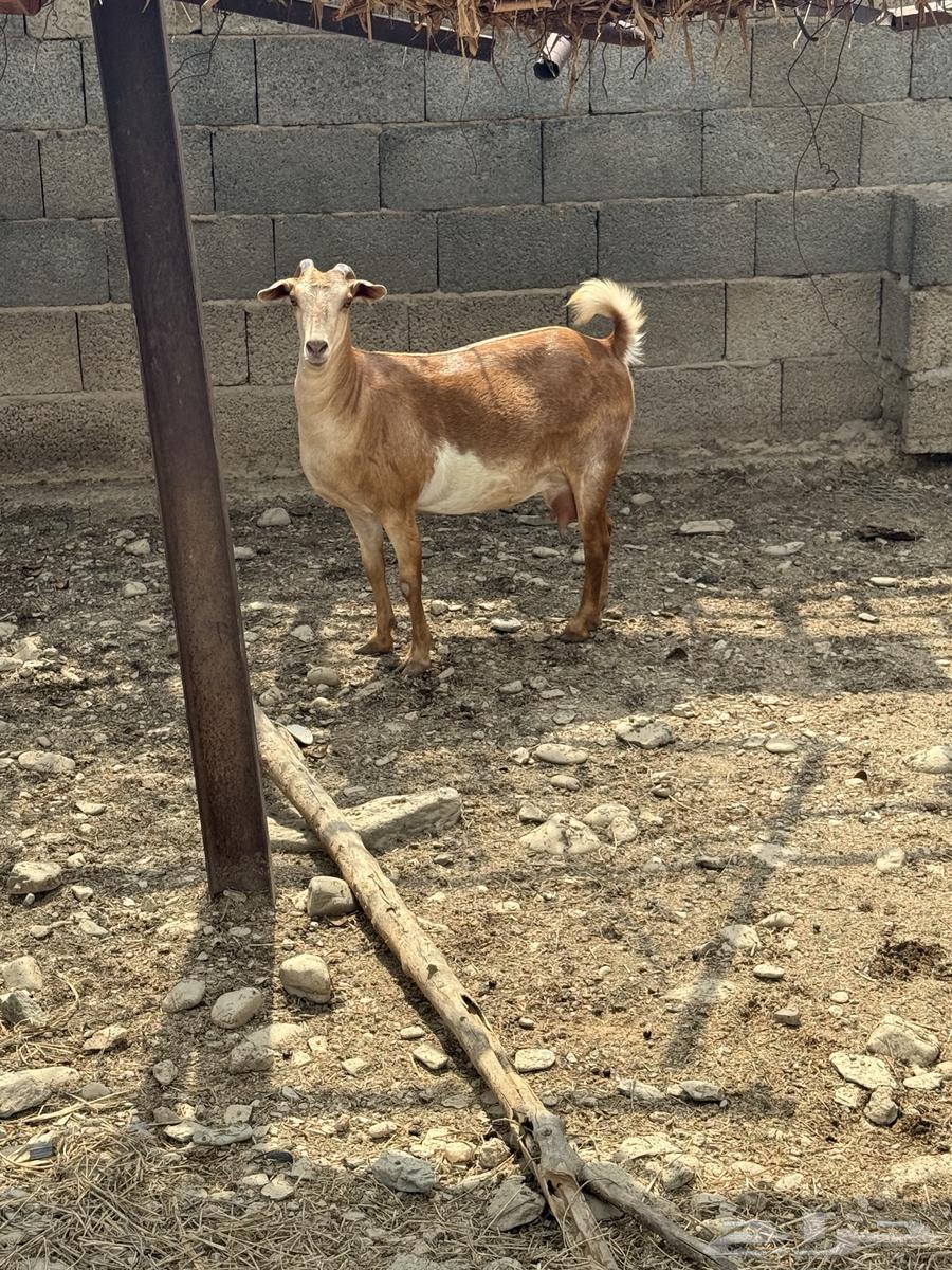 خبيش دفع للبيع64344822117122112