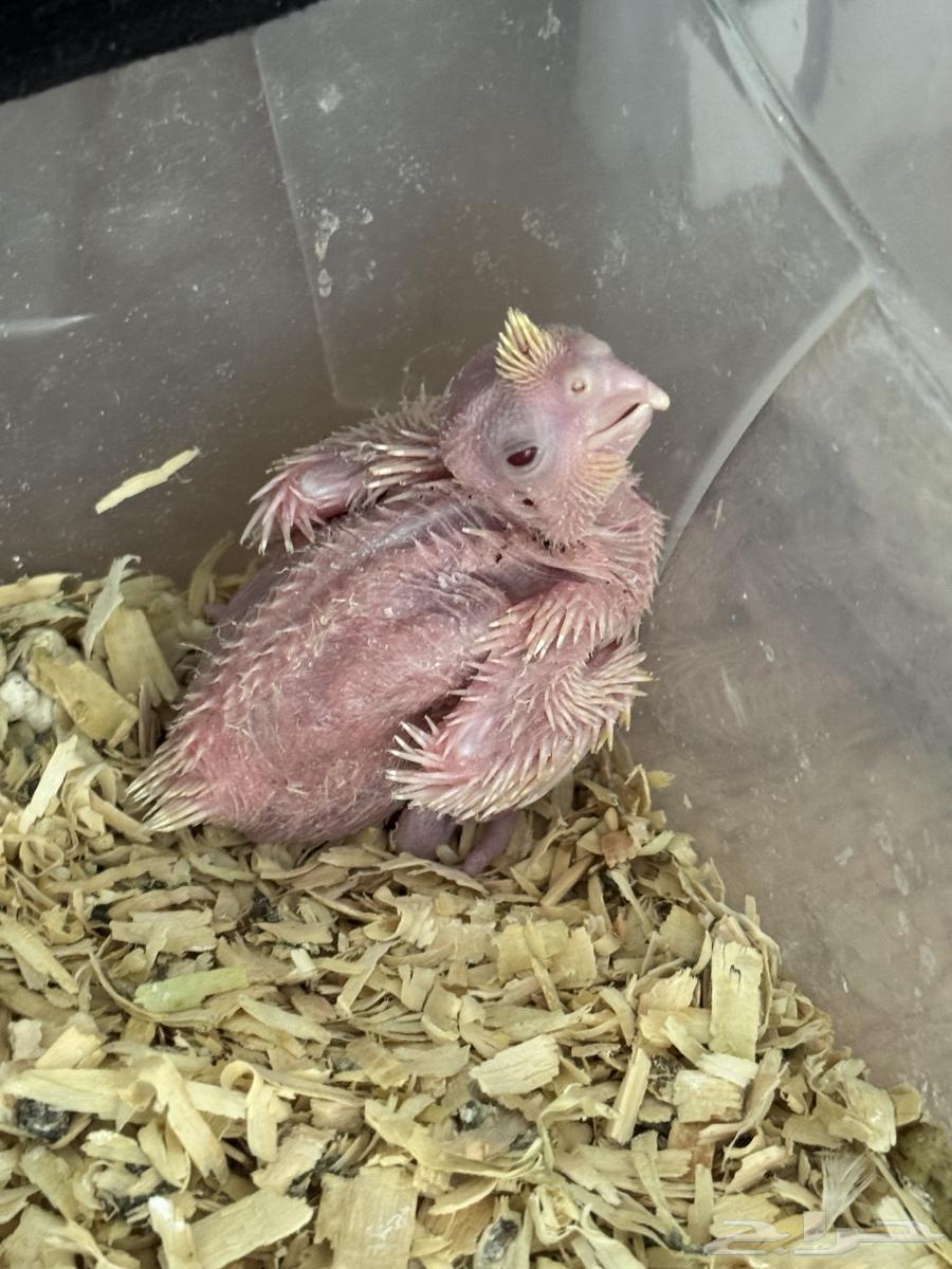 تم البيع64369352446722111