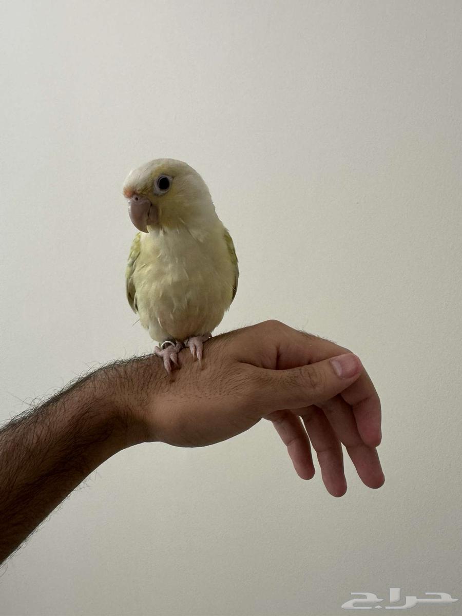 كنيور نعناع اليف وهدد64373326842114112