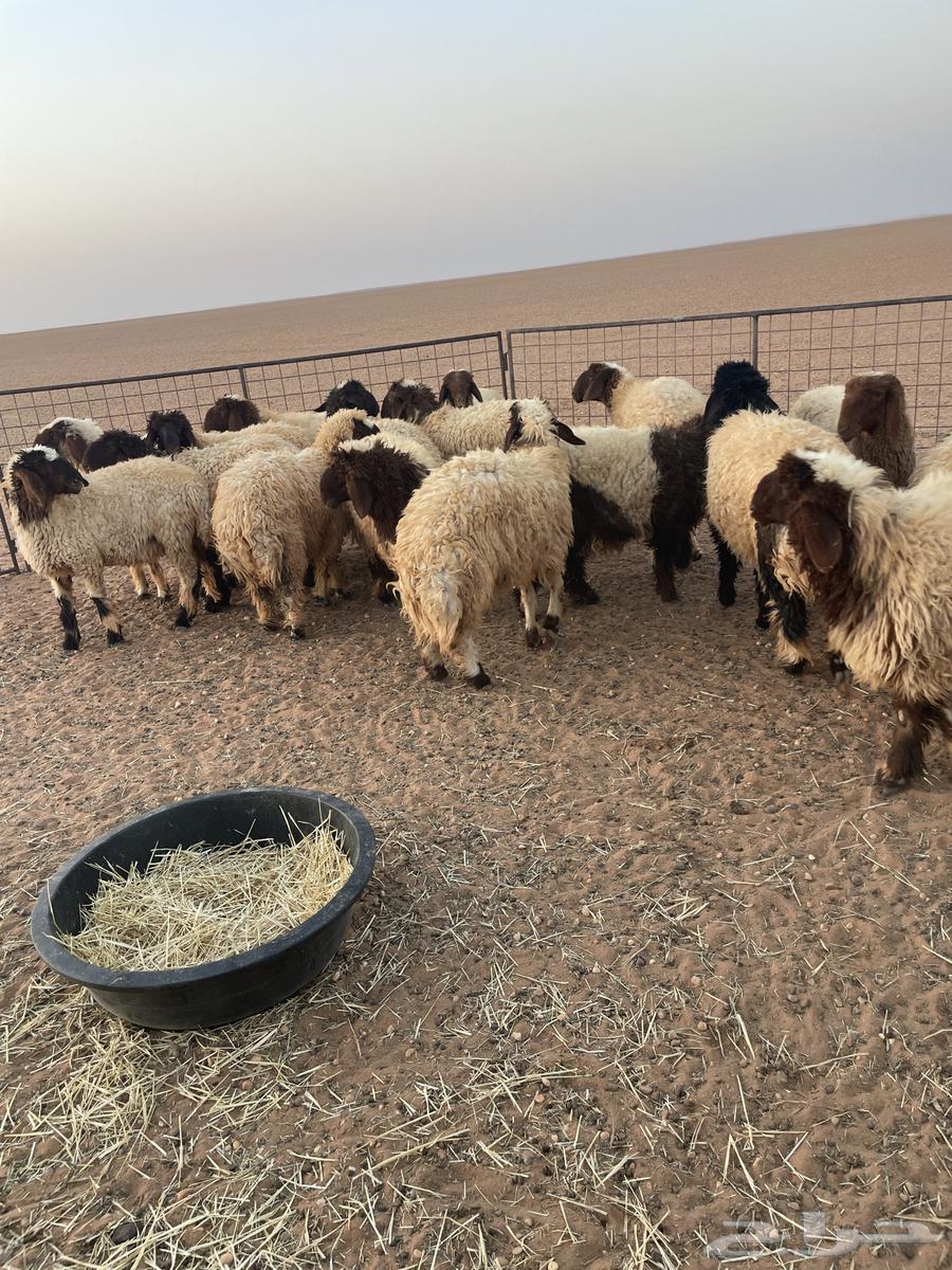 رخال للبيع جذعات64372331298691113