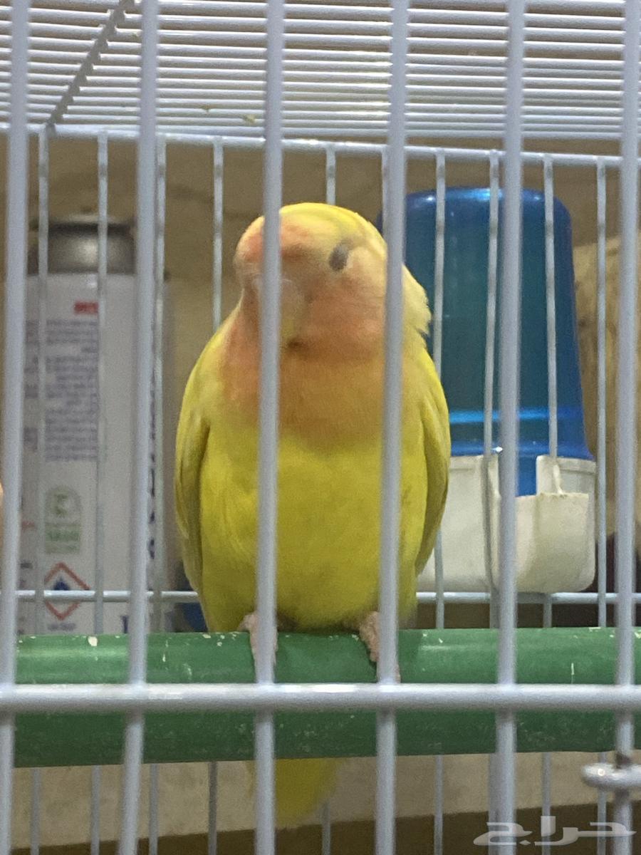 طيرين روز رد فيس64372668047618110