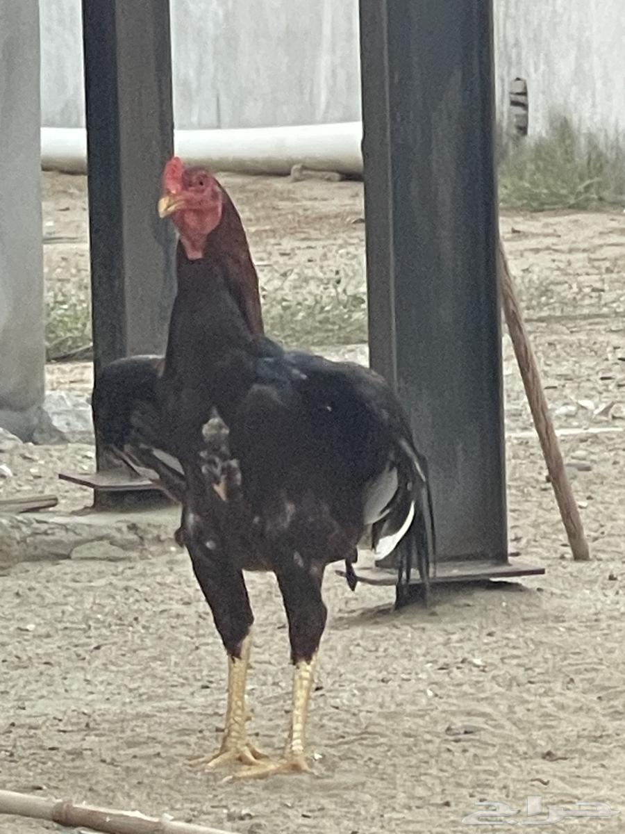 ديك باكستاني صغير ف العمر64372419860353112