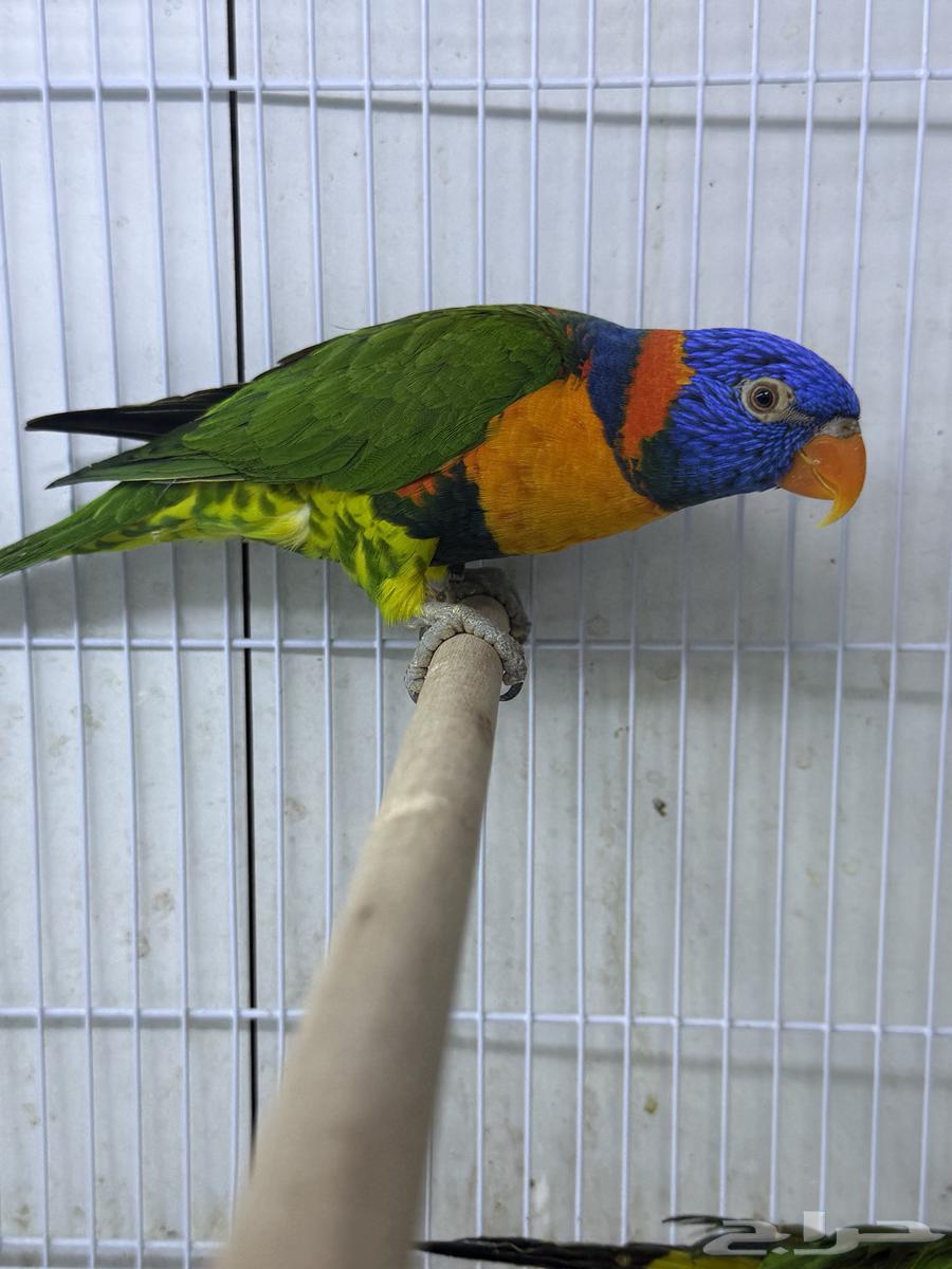 متوفر اجوز لوري جاهزين لانتاج64372623880578111