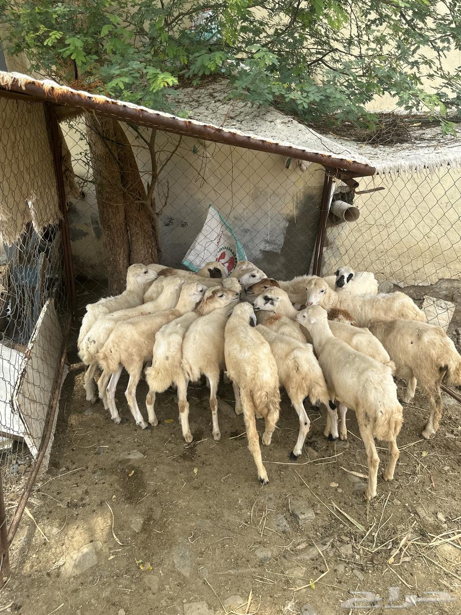 Rkhal64368470299905110