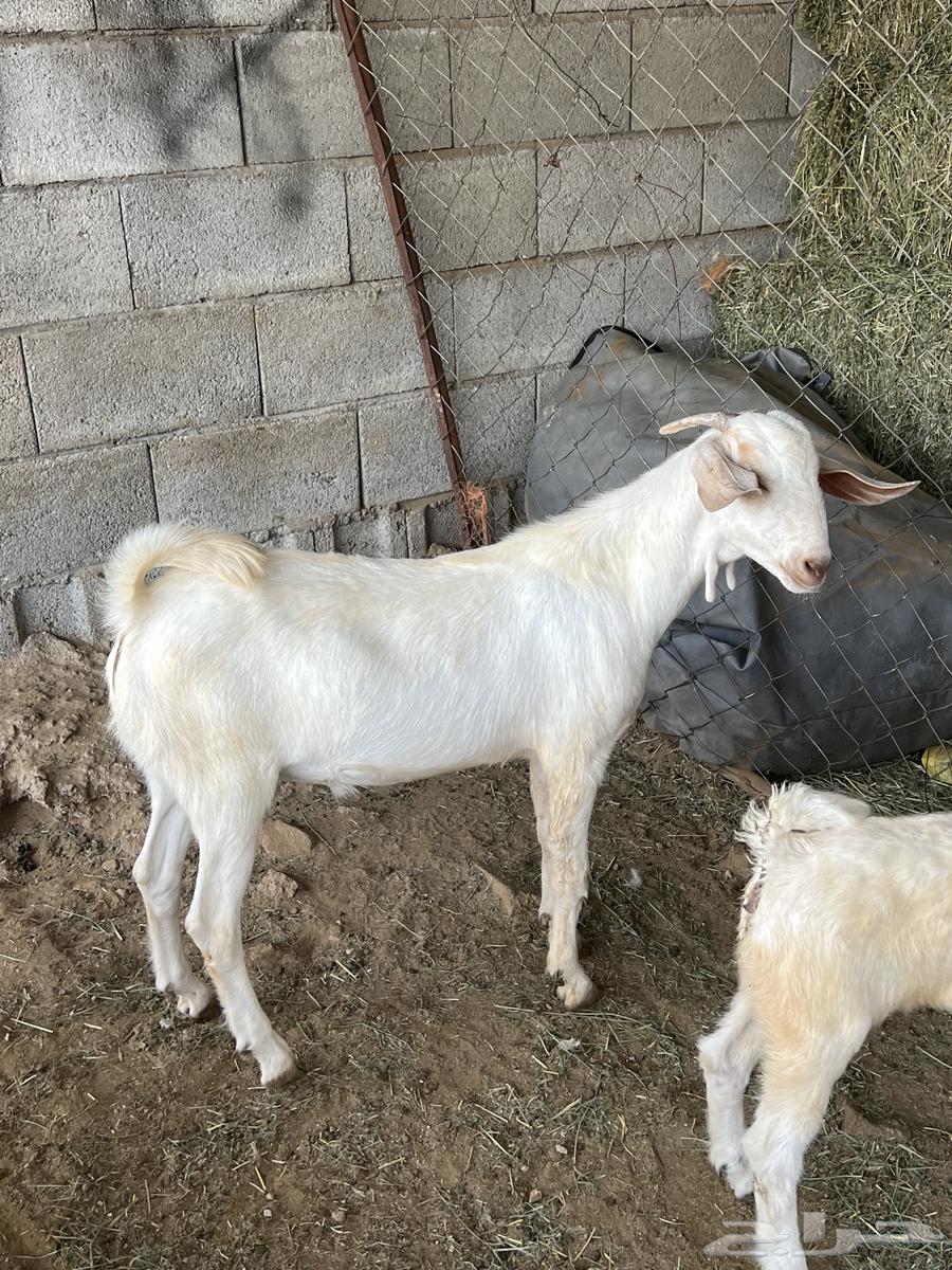 تيس بيشي للبيع64373698659970112