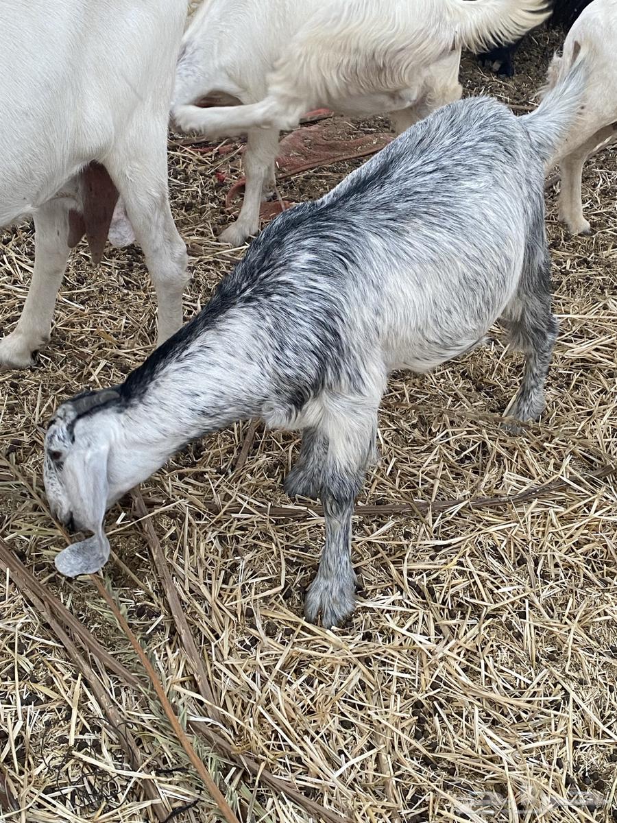 جفره للبيع64373536534146112