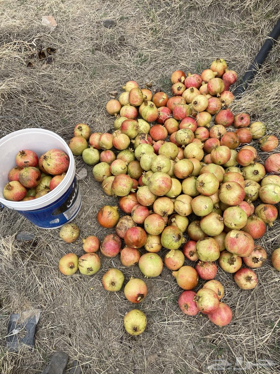 Al-Ma'mar Valley Dates64370727339651111