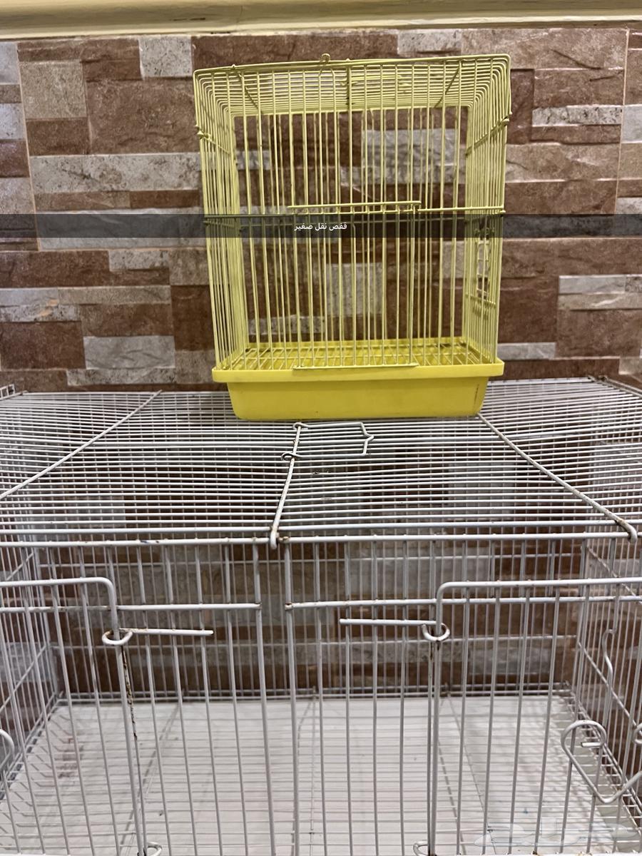 Cages64373403380226112