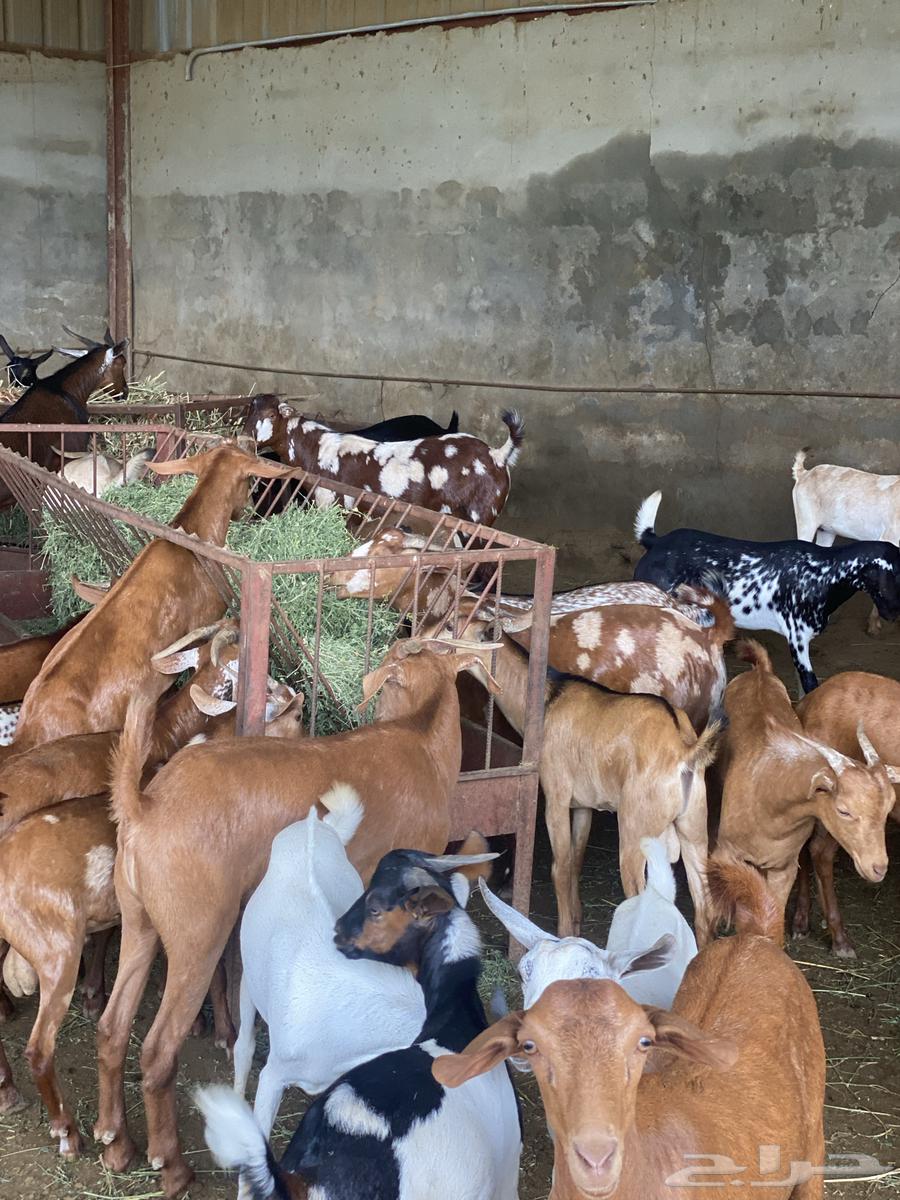 تيوس للبيع نظيف وعلى الشرط فيه جذعان وفيه صغار64365938398593110