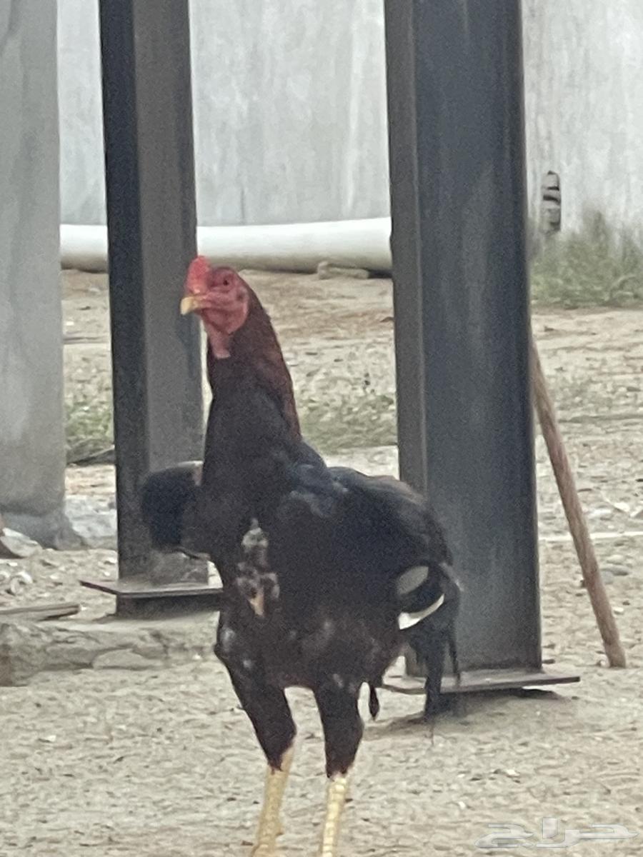 ديك باكستاني صغير ف العمر64372419860353114