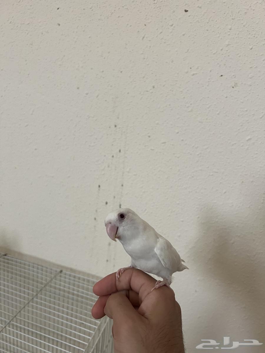 للبيع روز اليف64366468497282110