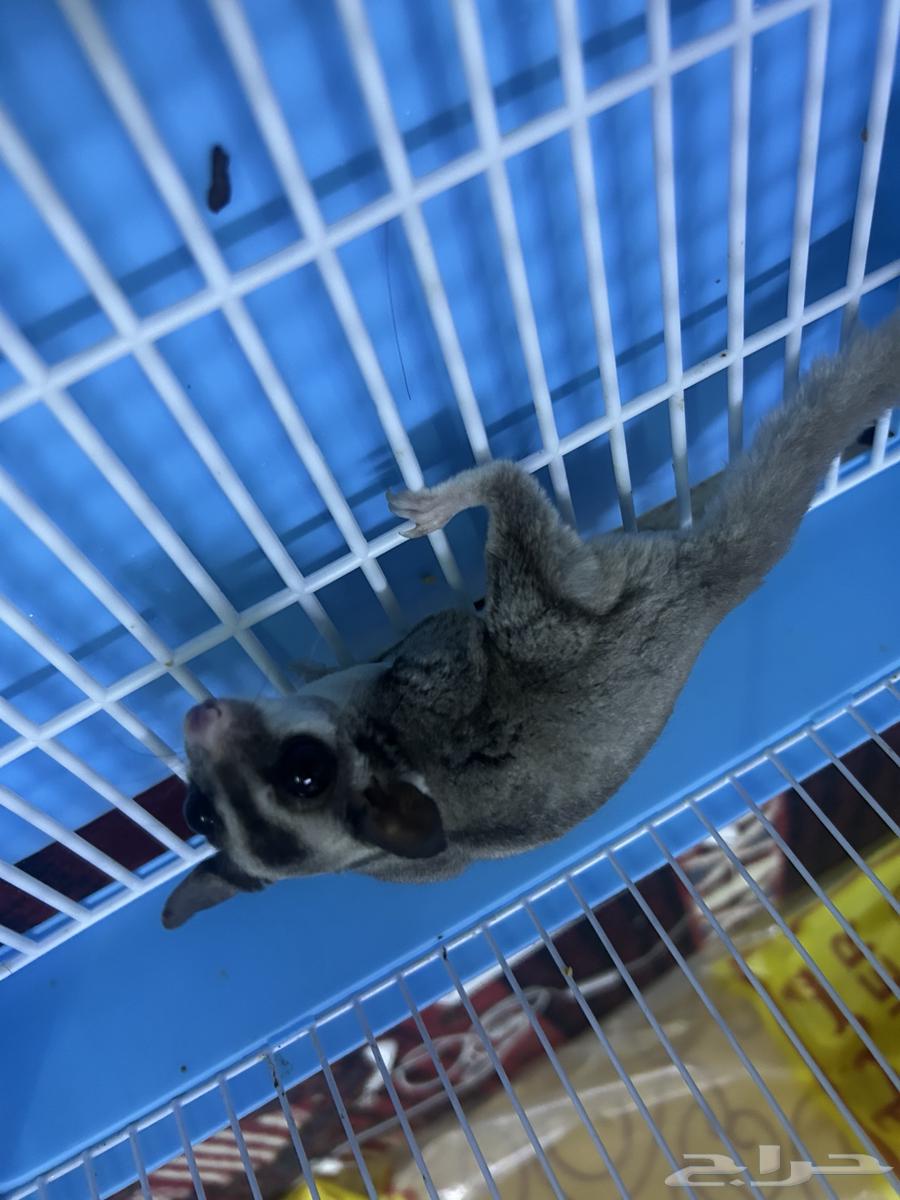 السنجاب الطائر64370047868289112