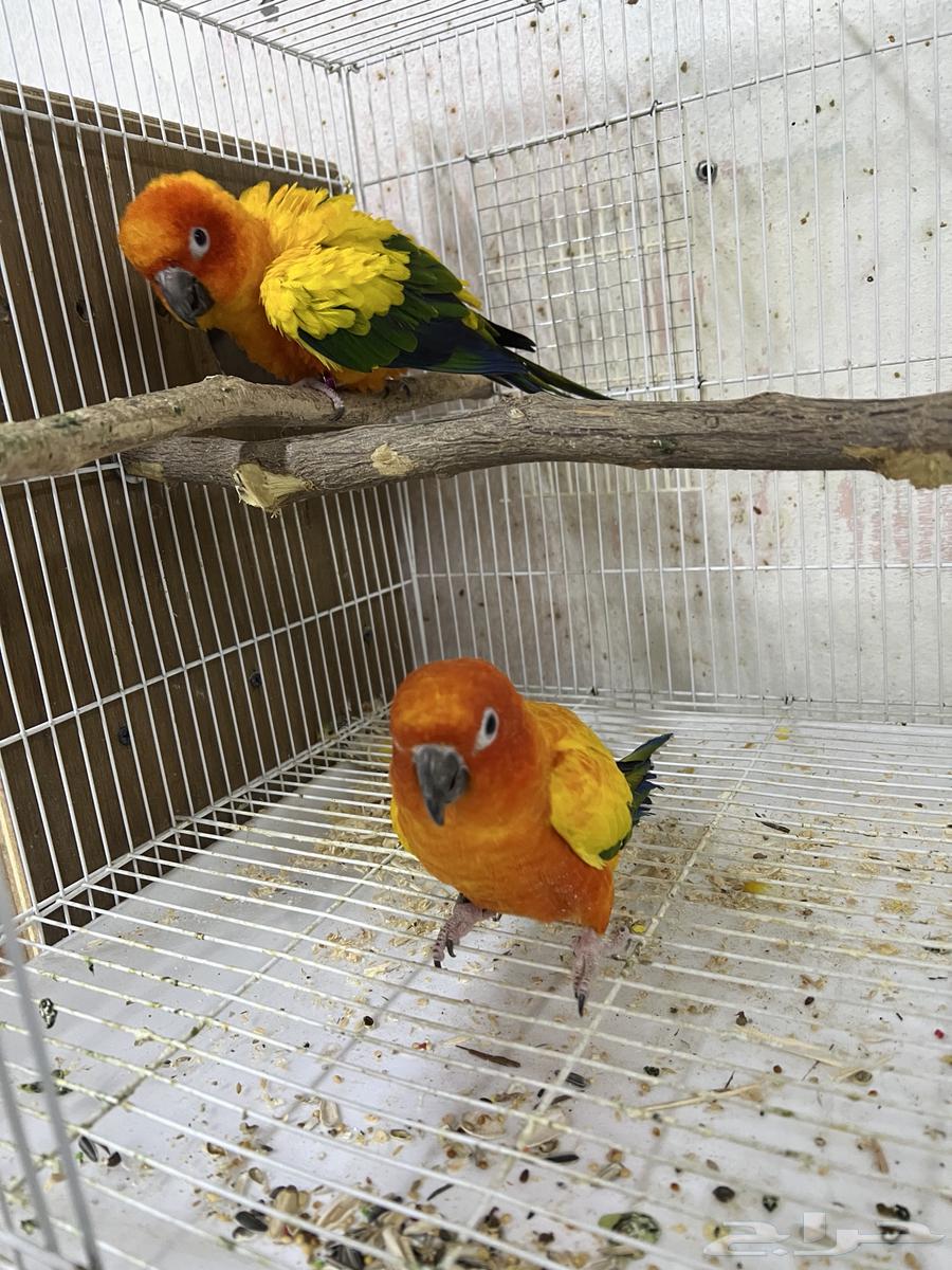 جوز صن كنيور صبغة قوية64363144531715111