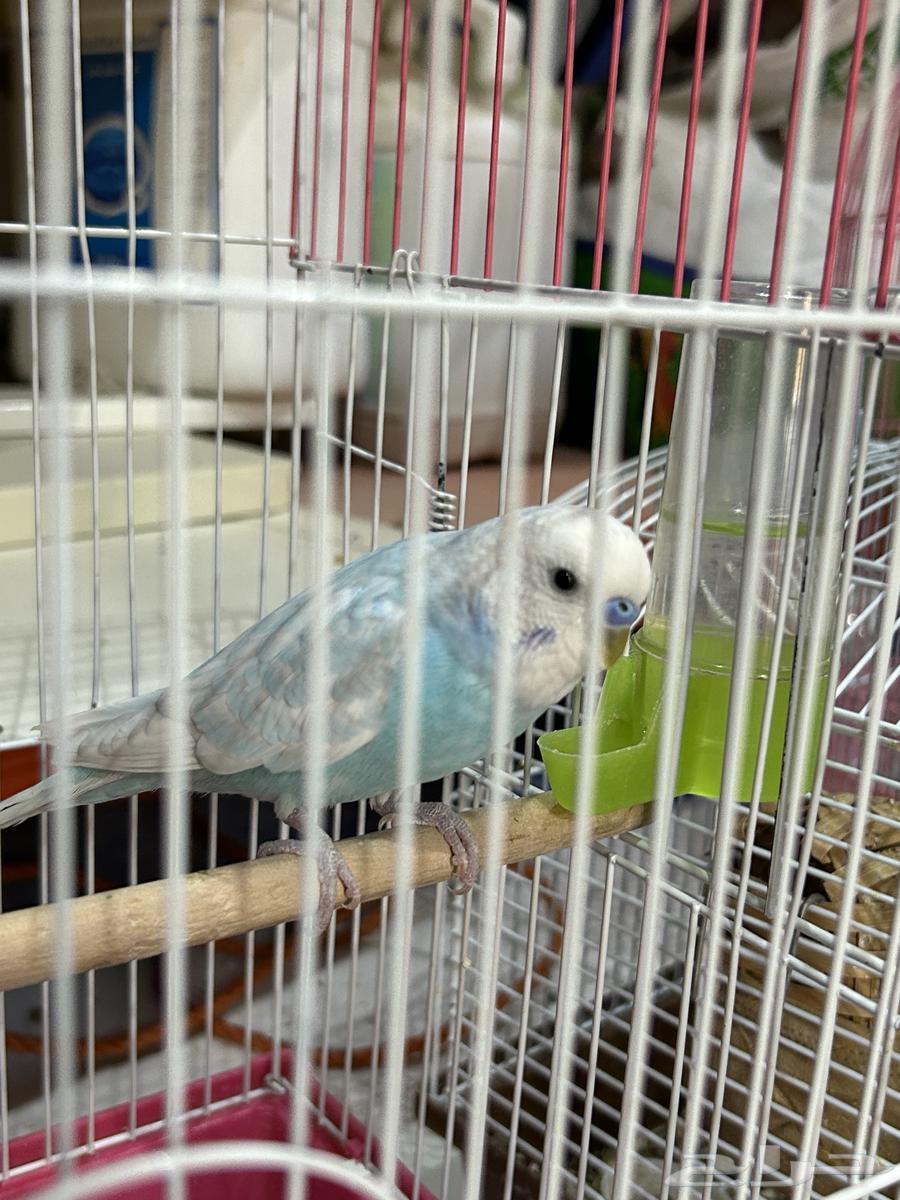 طير لا  روز للبيع64374230118275110