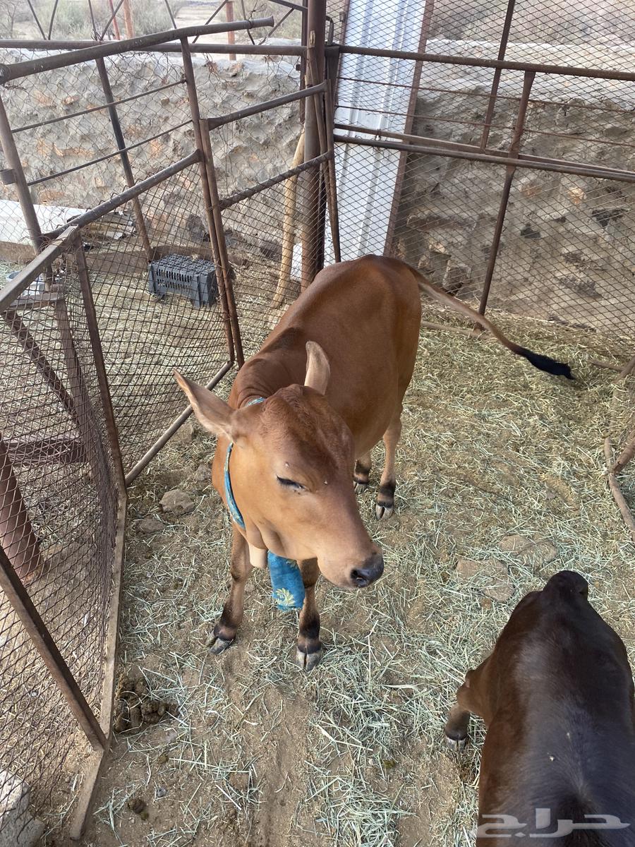 A 5-month-old puppy64374126857345111