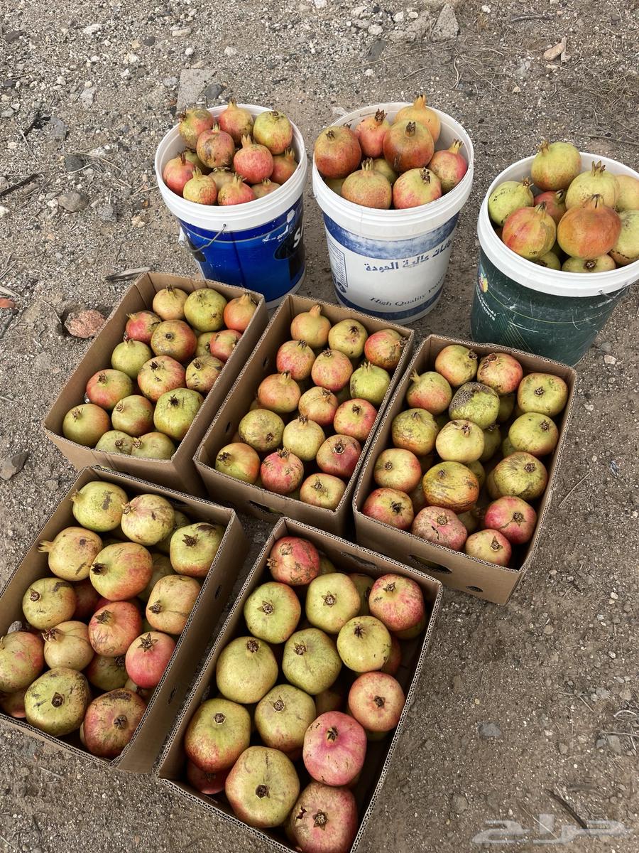 Al-Ma'mar Valley Dates64370727339651112