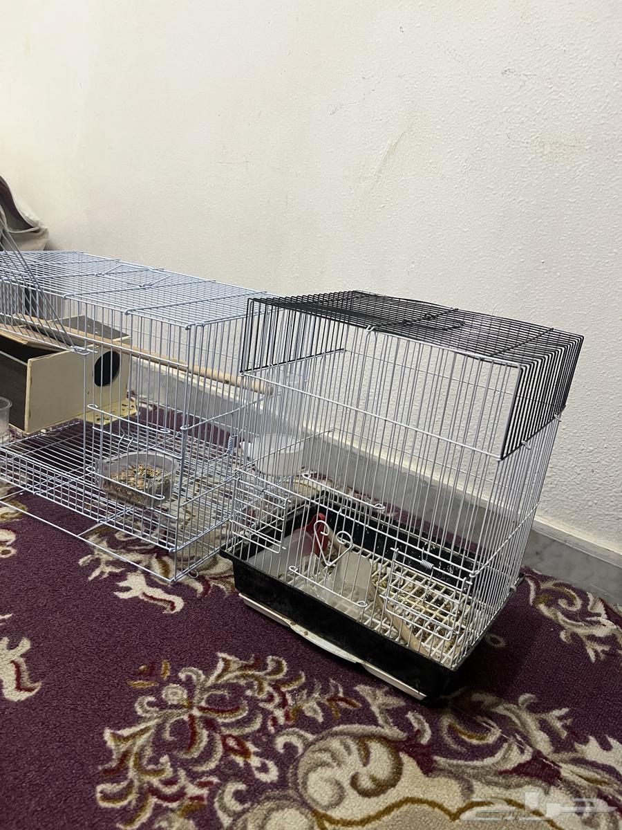 للبيع 400 معا قفصين معا حقت اكال 4 حقت ما 4 خوك64369937560705110