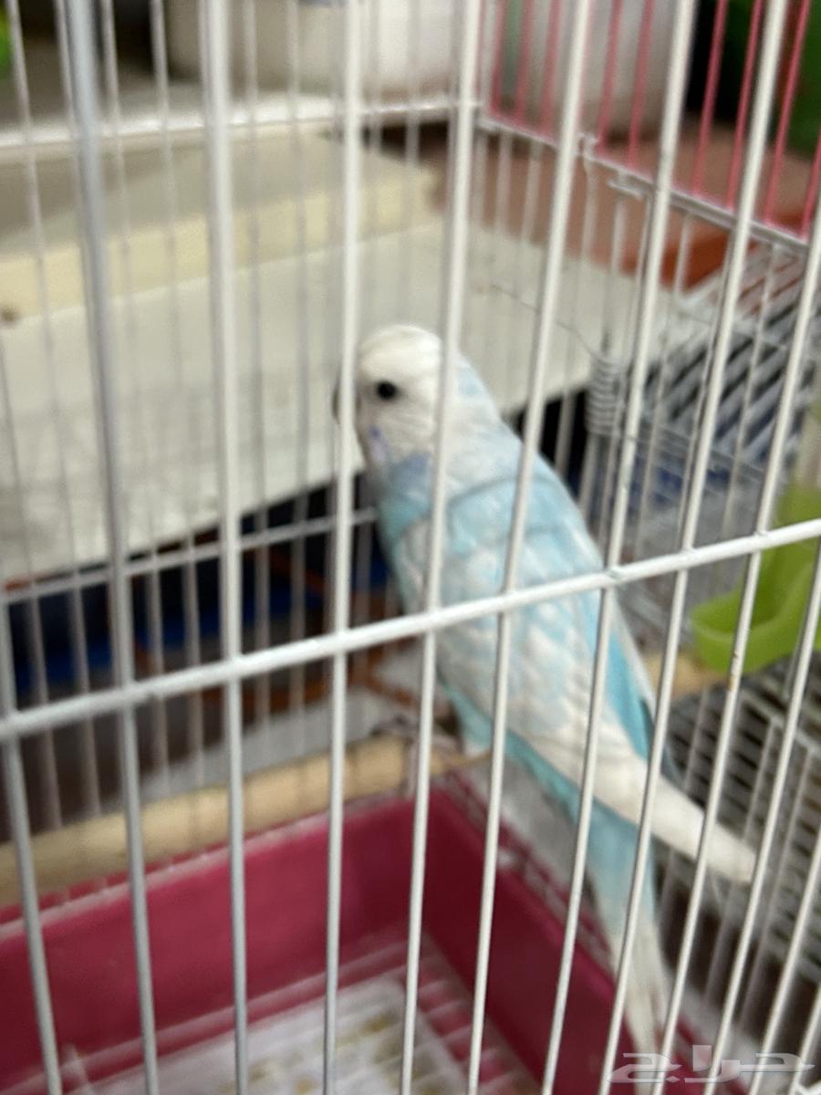 طير لا  روز للبيع64374230118275112