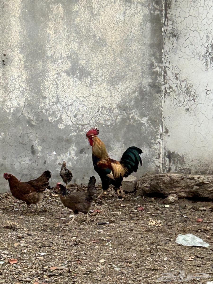 ديك فرنسي مهجن تصفيه من عربي64365100071425112