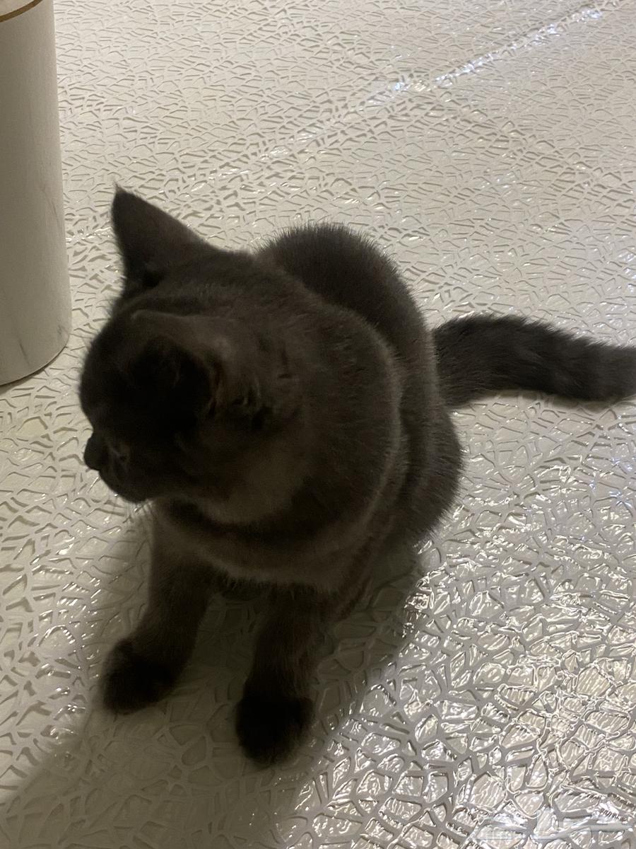 Cats64364743378049113