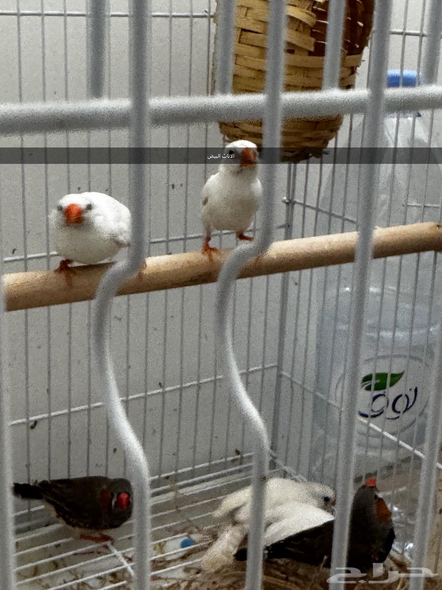 طيور زيبرا (فنجس) جاهزين64369290560002112