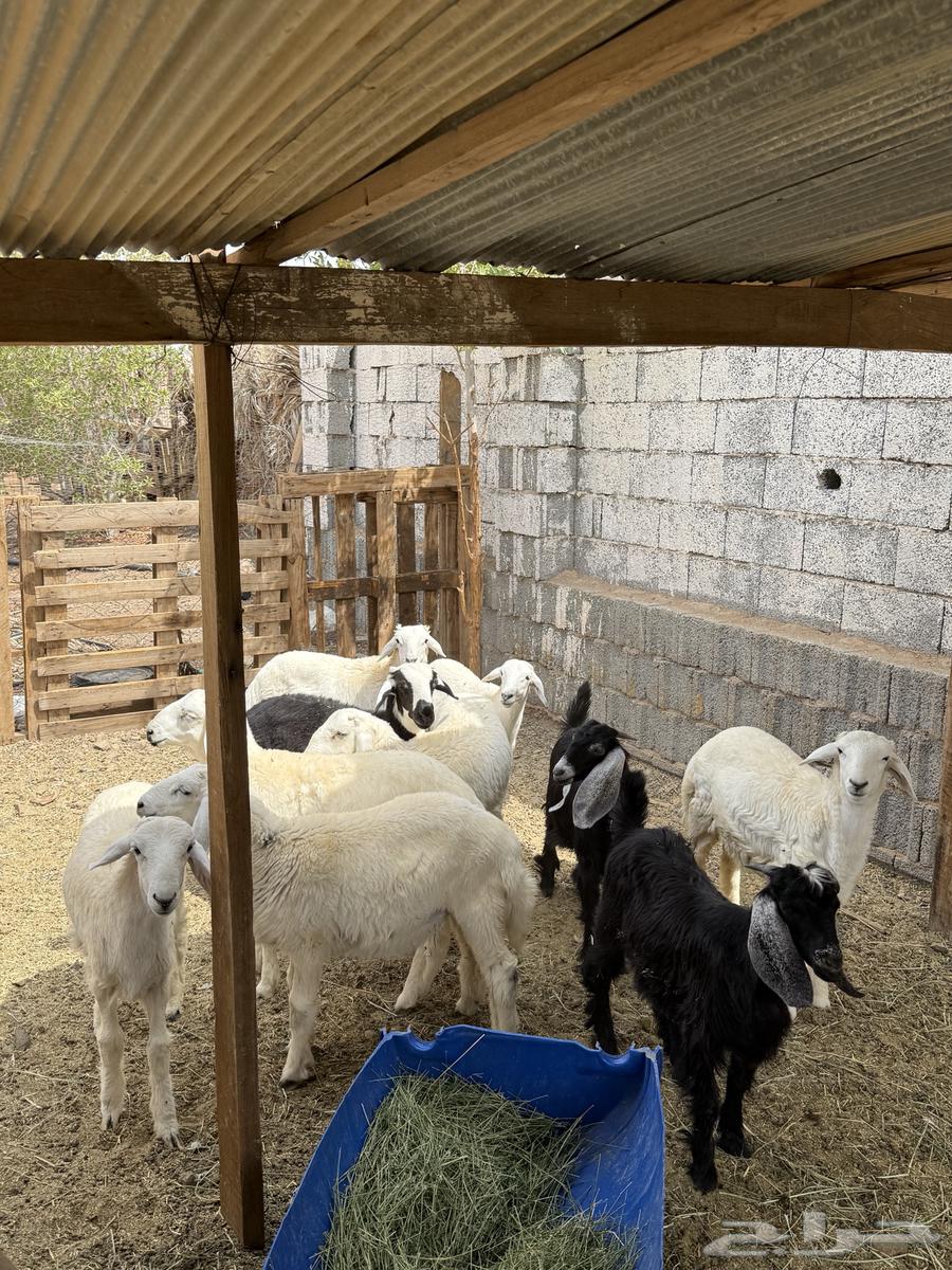 ذبايح طليان وتيوس للبيع64366115684865113