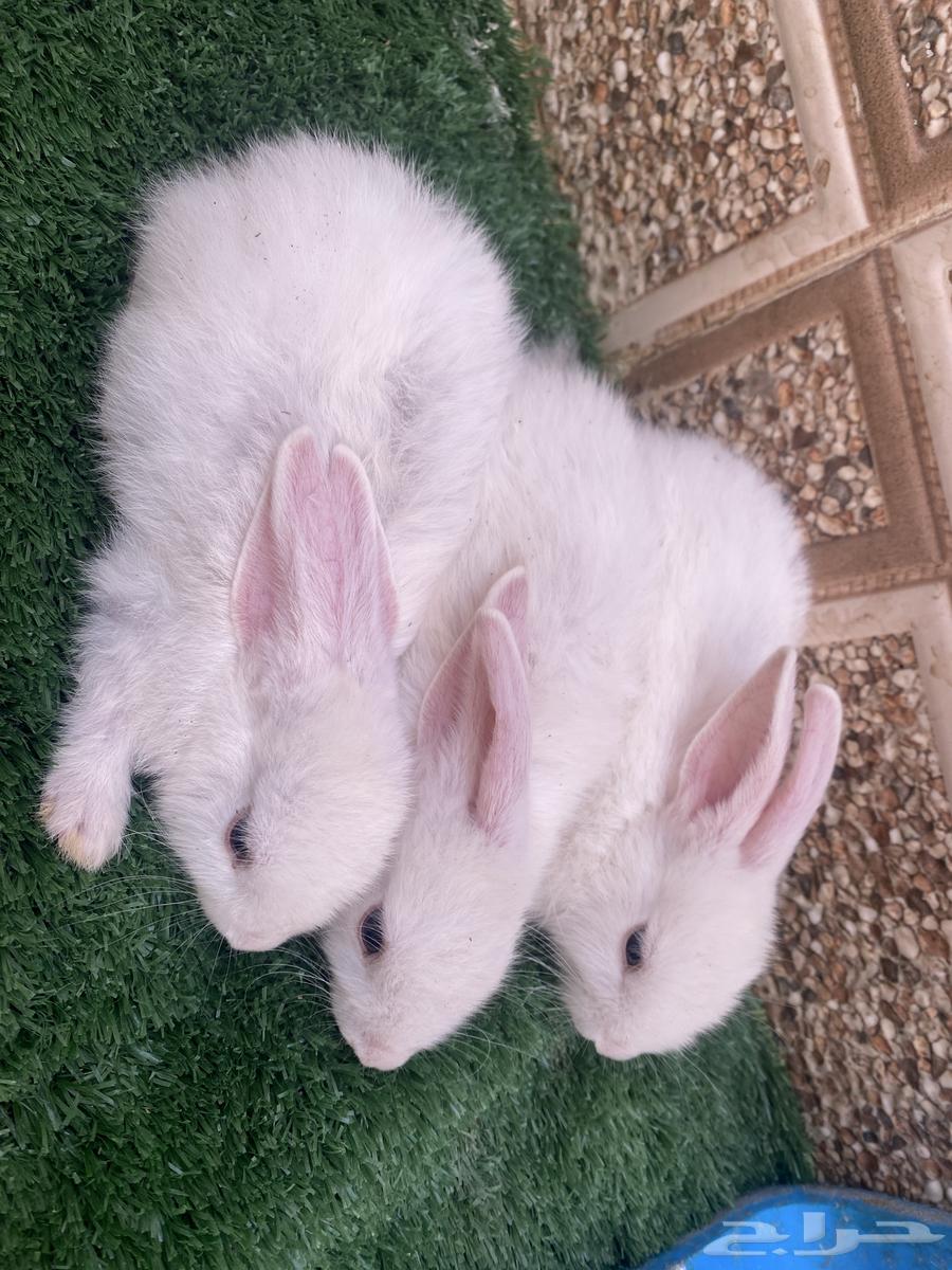 ثلاث ارانب مع الام للبيع ب10064370280008450111