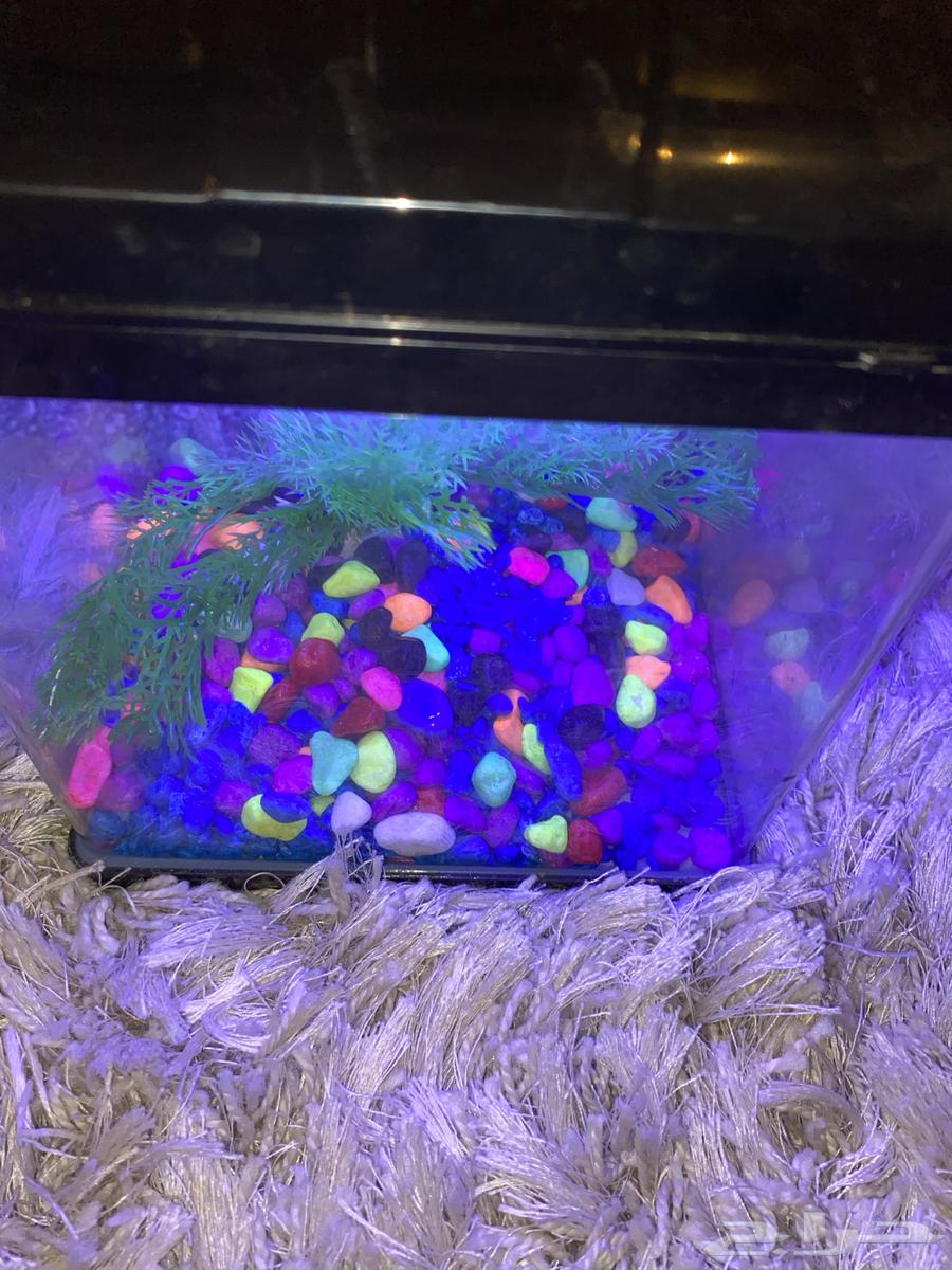 حوض سمك64366967457923111