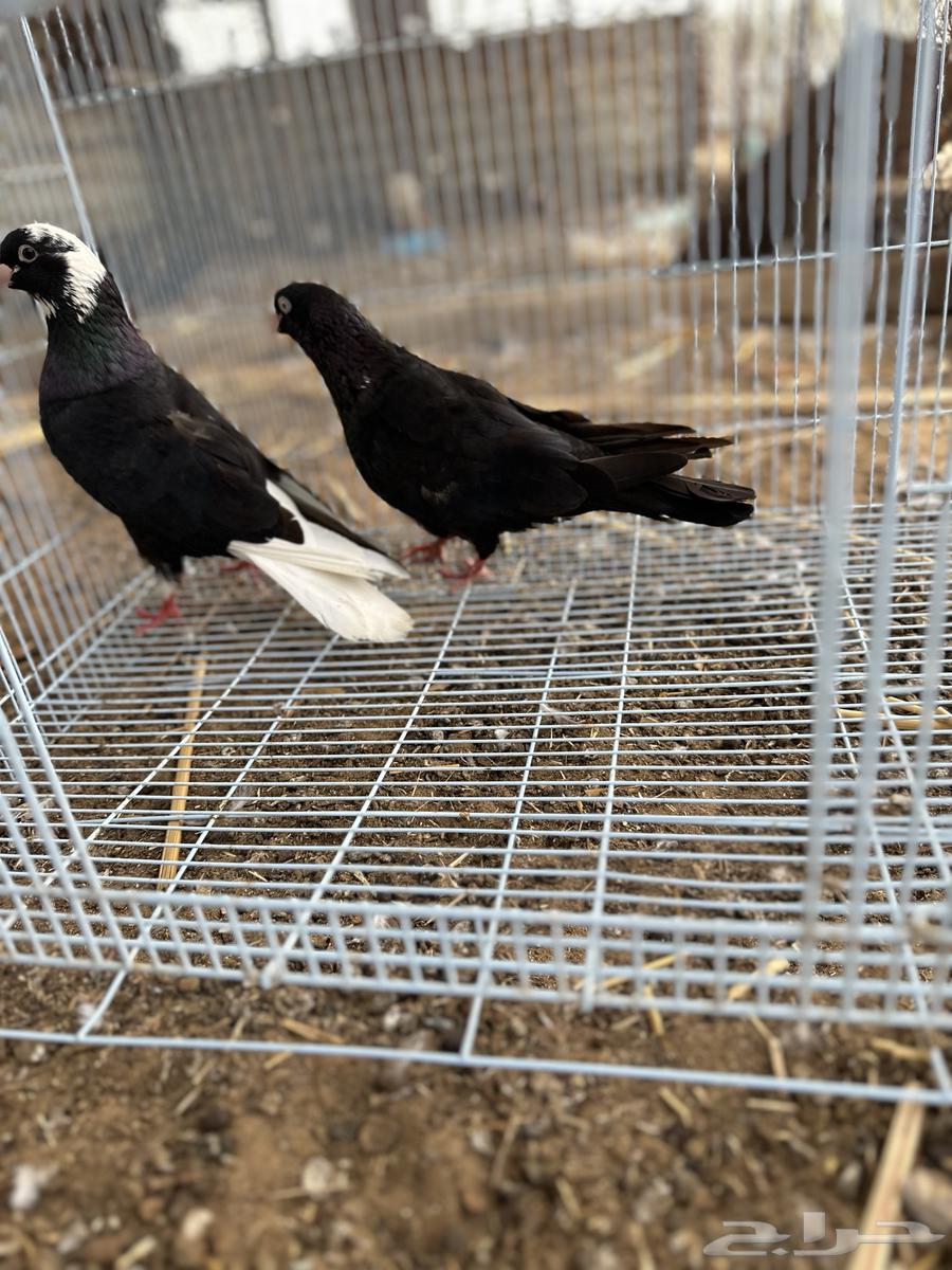 حمام قطايف64364922208258113