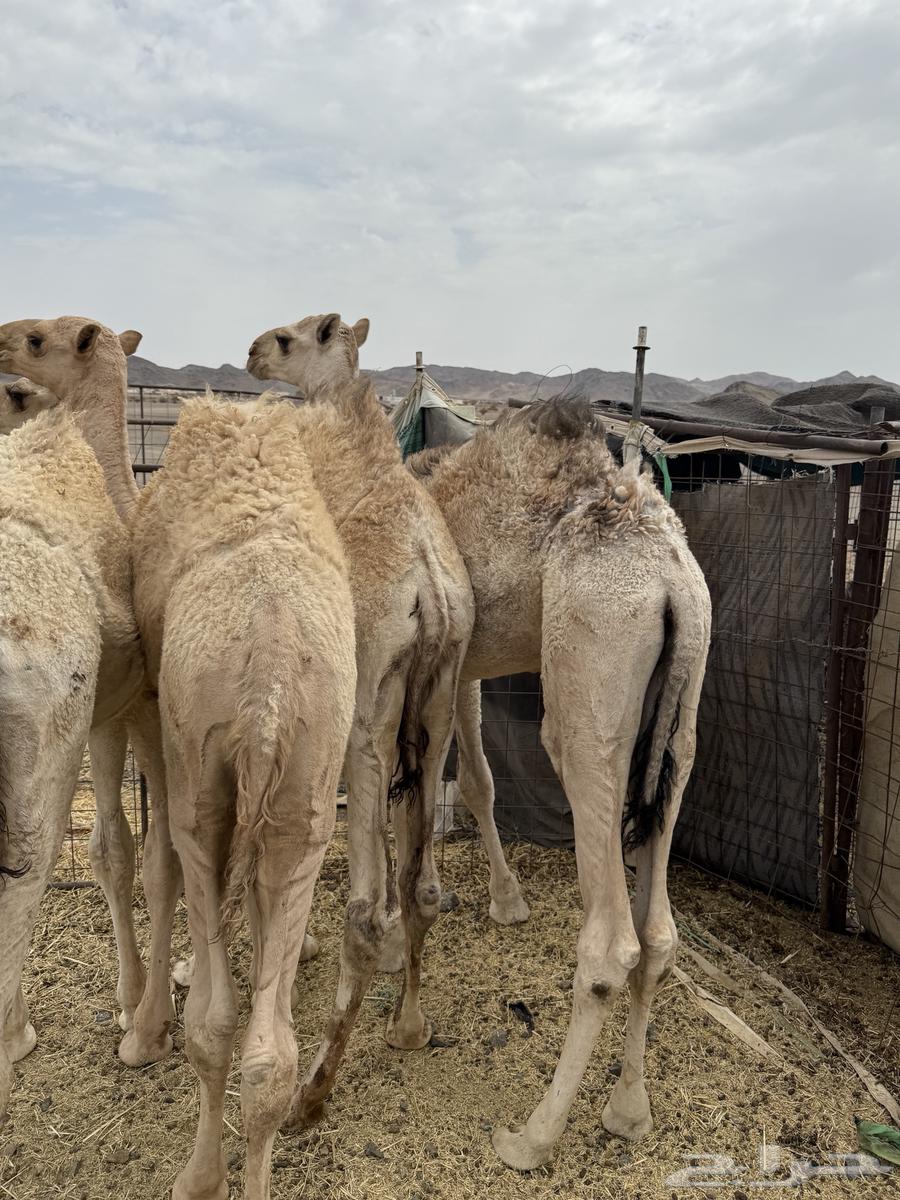 للبيع قعدان شقح الشحم فل طيبات وبريات64366351816065111