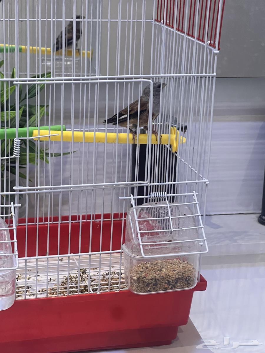 للبيع حسون يمني بداية تغريد64373876452609111