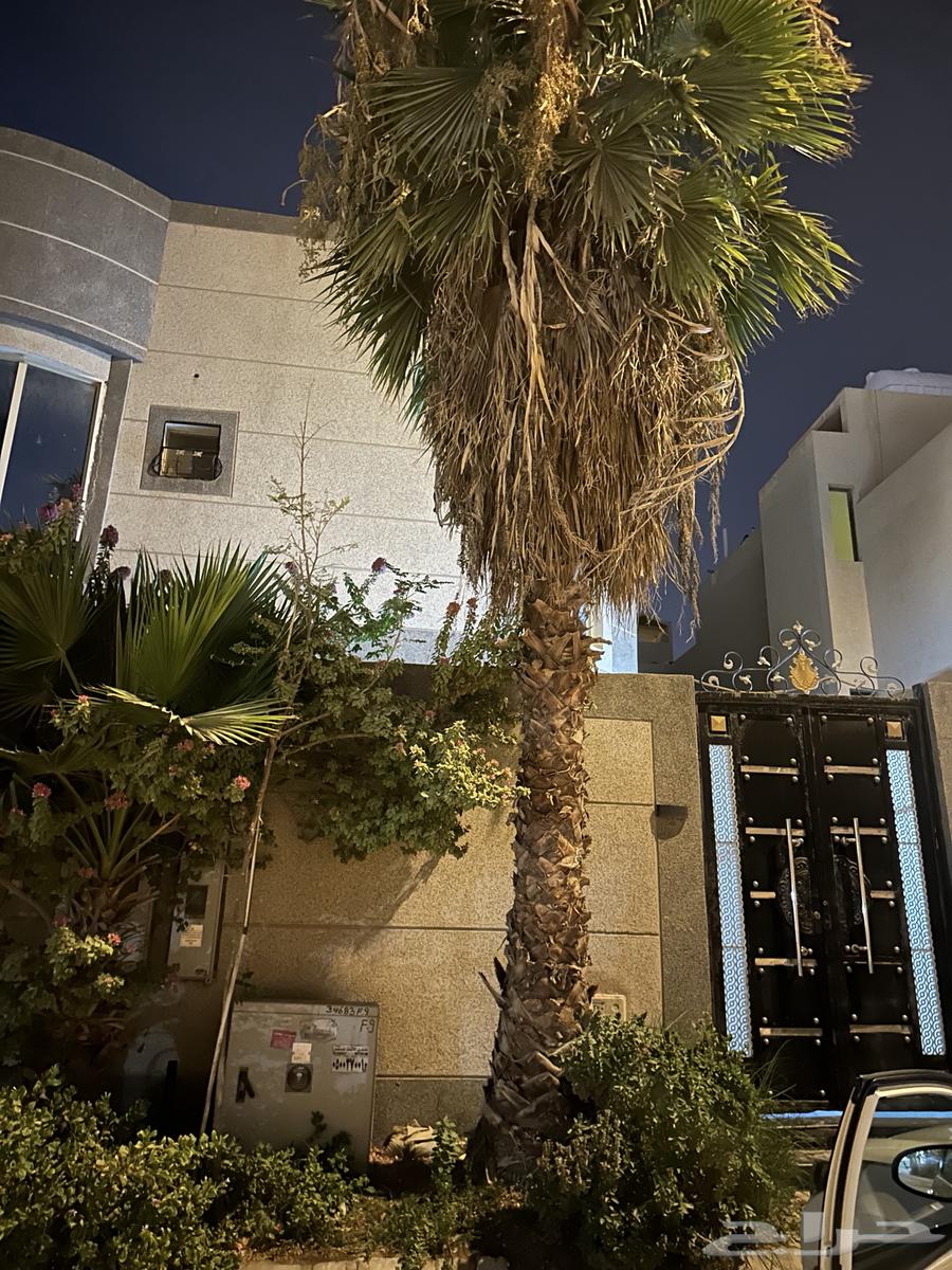 نخل شجر واشنطني64375678605442111