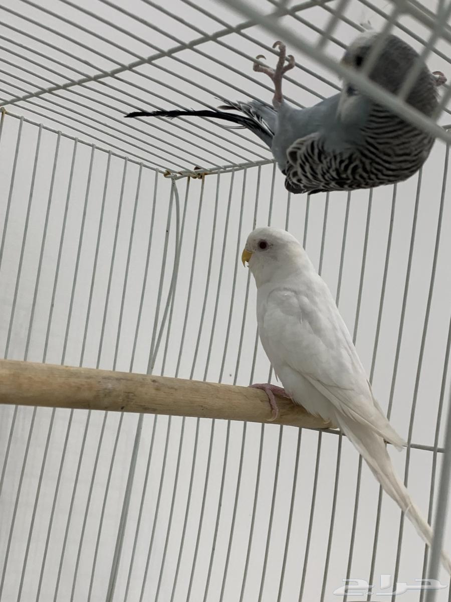 جوز بادجي او عواشق هولندي64373341888257110