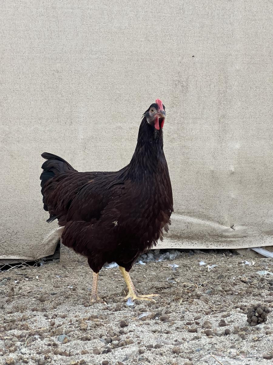 تم البيع دجاج رود ايلاند64365484646019110