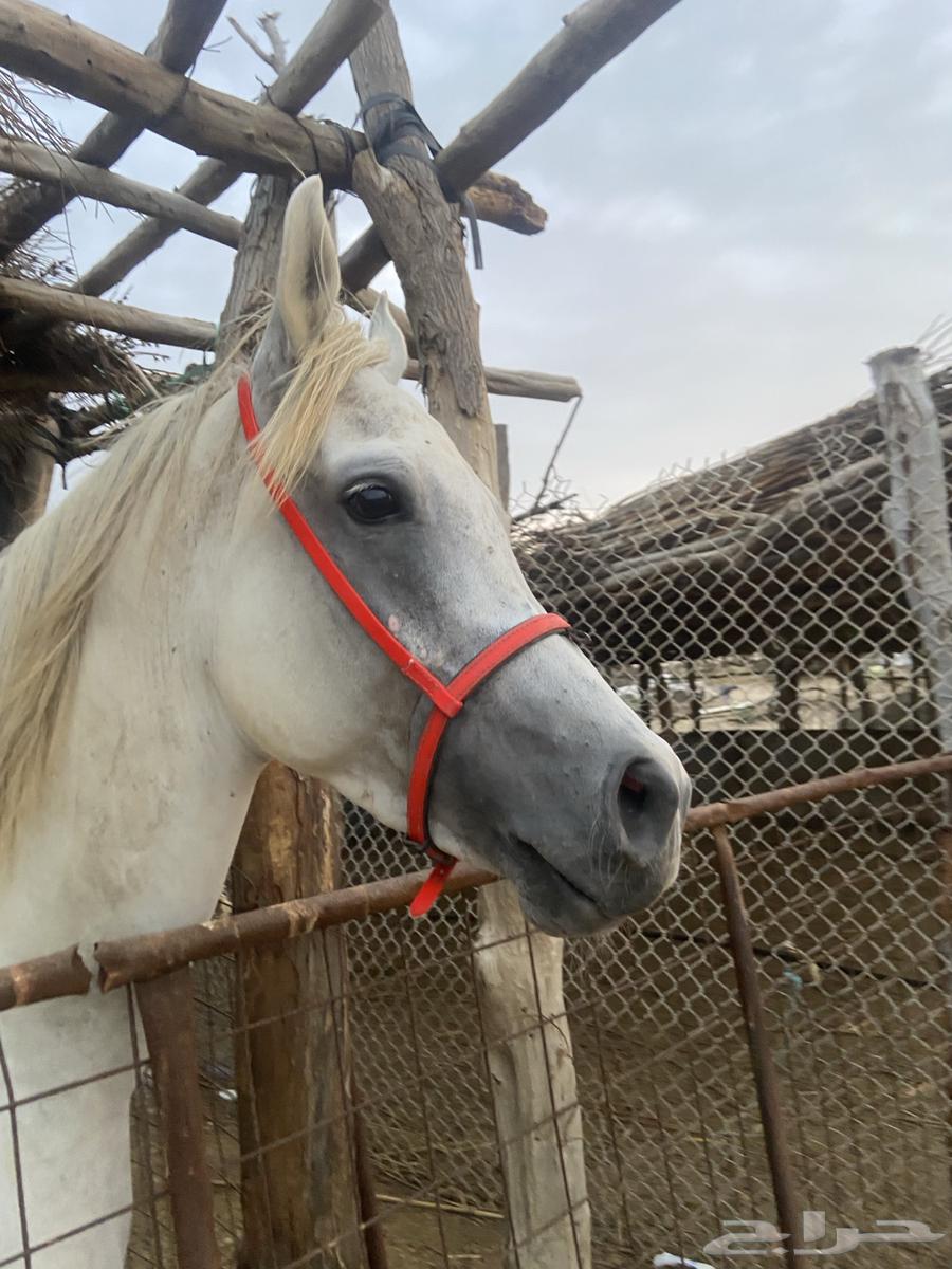 خيل شعبي64364485339010111