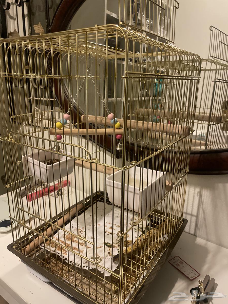 طير روز هدد اليف للتسليم الفوري64373772504195112