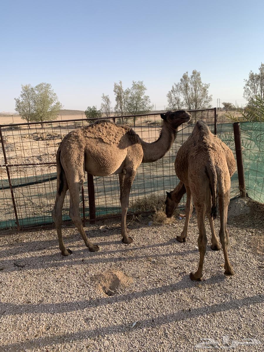 حشو قعود وبكره64365306097666110